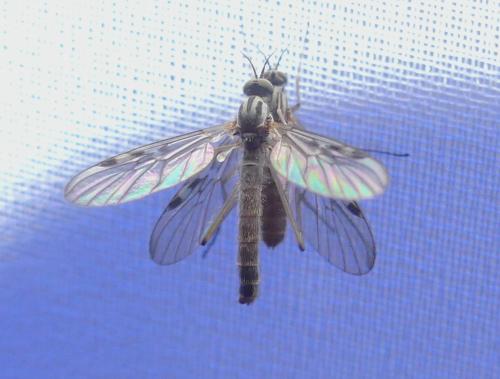 Sylvicola fuscatus